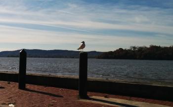 Seagull on post along Hudson River at Verplanck Point.