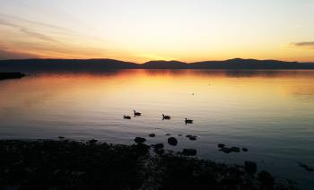 Goose goose duck. Canadian geese coasting in the water with a duck nearby (and others under water) at Haverstraw Bay during sunset.