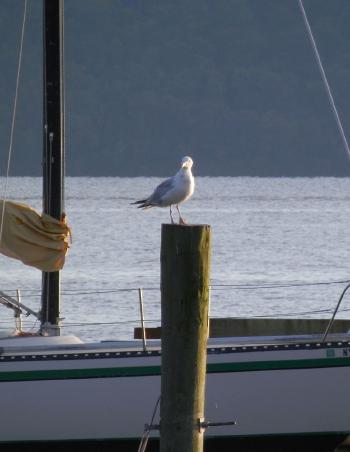 Seagull on post along Hudson River.