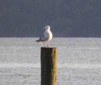 Seagull on post along Hudson River.