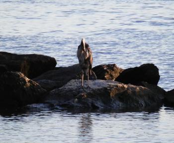 Great Blue Heron along Hudson River at Croton Landing park.