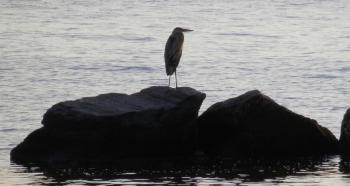 Great Blue Heron along Hudson River at Croton Landing park.