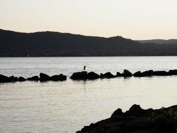 Great Blue Heron along Hudson River at Croton Landing park.