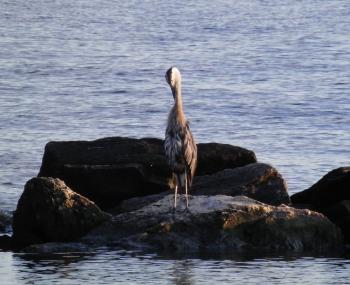 Great Blue Heron along Hudson River at Croton Landing park.