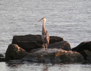 Great Blue Heron along Hudson River at Croton Landing park.