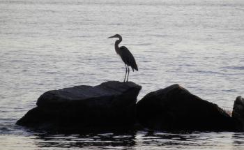 Great Blue Heron along Hudson River at Croton Landing park.