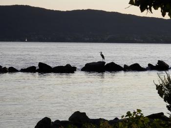 Great Blue Heron along Hudson River at Croton Landing park.