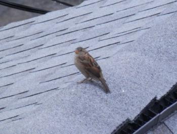 Neighborhood sparrow on rooftop.