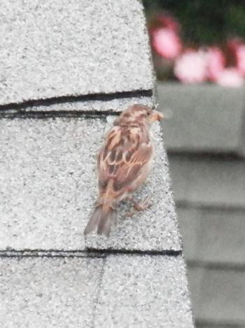 Neighborhood sparrow on rooftop.