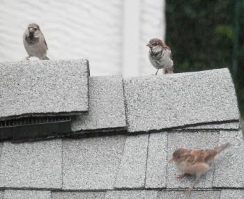 Neighborhood sparrows on rooftop.