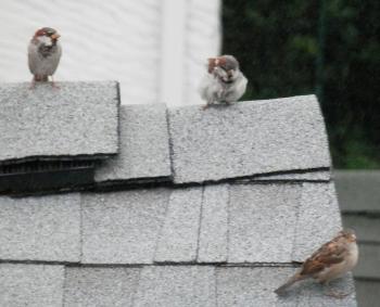 Neighborhood sparrows on rooftop.