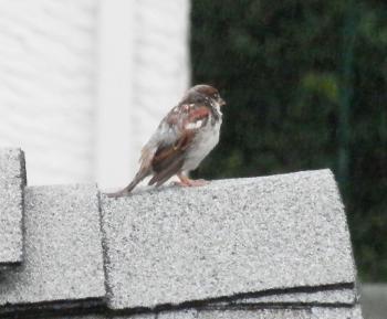 Neighborhood sparrow on rooftop.