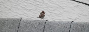 Neighborhood sparrow on rooftop.