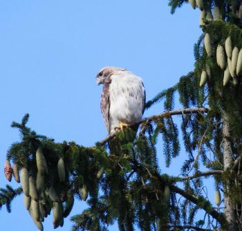 Red-tailed hawk in nearby pine tree. Croton on Hudson (upper village).