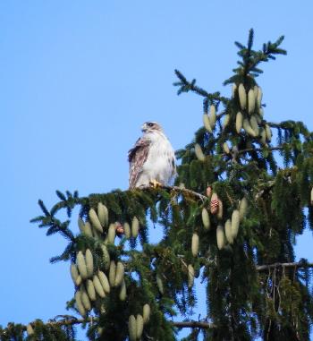 Red-tailed hawk in nearby pine tree. Croton on Hudson (upper village).