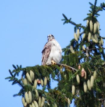 Red-tailed hawk in nearby pine tree. Croton on Hudson (upper village).