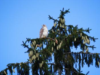 Red-tailed hawk in nearby pine tree. Croton on Hudson (upper village).