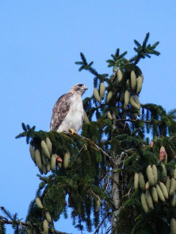 Red-tailed hawk in nearby pine tree. Croton on Hudson (upper village).