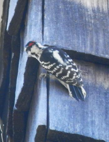 Woodpecker outside my bedroom wall.