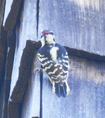 Woodpecker outside my bedroom wall.