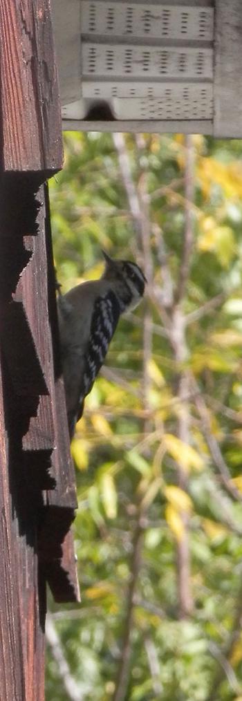 Woodpecker outside my living room wall.