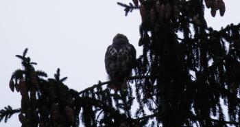 Red-tailed hawk on tree top. Croton on Hudson (upper village).