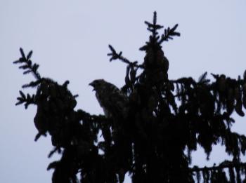 Red-tailed hawk on tree top. Croton on Hudson (upper village).