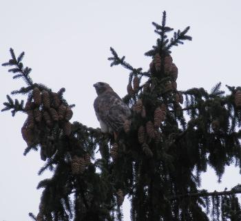 Red-tailed hawk on tree top. Croton on Hudson (upper village).