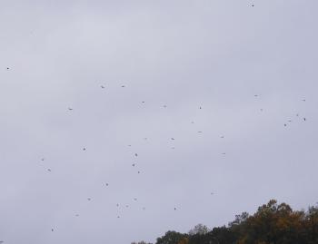 Black and turkey vultures en masse.