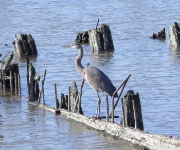 Great Blue Heron along Hudson River.