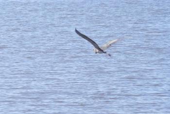 Great Blue Heron in flight over Hudson River.