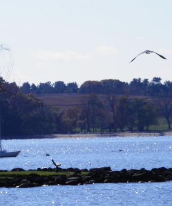 Great Blue Heron in flight over Hudson River.