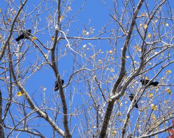 Murder of crows in tree overlooking Haverstraw Bay.