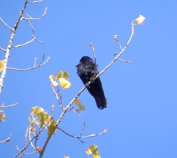 Crow in tree overlooking Haverstraw Bay.