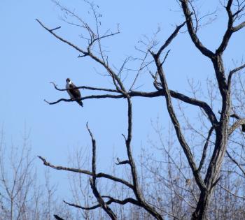 Osprey in tree at Croton Point Park.