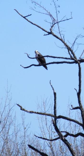 Osprey in tree at Croton Point Park.