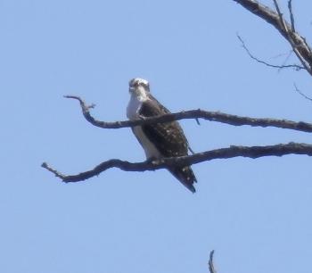 Osprey in tree at Croton Point Park.