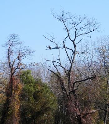 Osprey in tree at Croton Point Park.