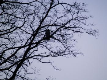 Red-tailed hawk in Croton on Hudson (upper village).