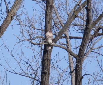 Red-tailed hawk in Croton Point Park.