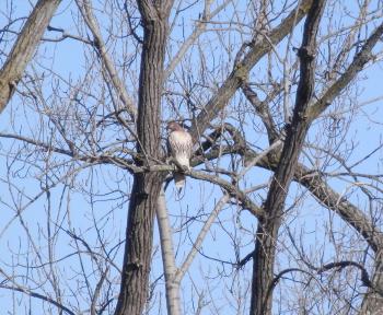 Red-tailed hawk in Croton Point Park.