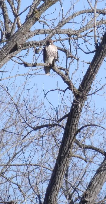 Red-tailed hawk in Croton Point Park.