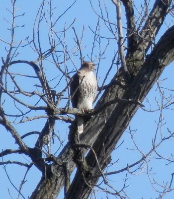 Red-tailed hawk in Croton Point Park.