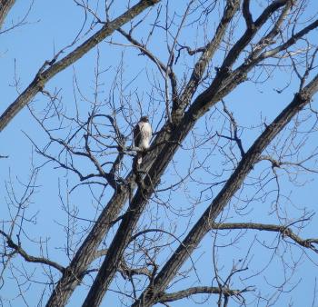 Red-tailed hawk in Croton Point Park.