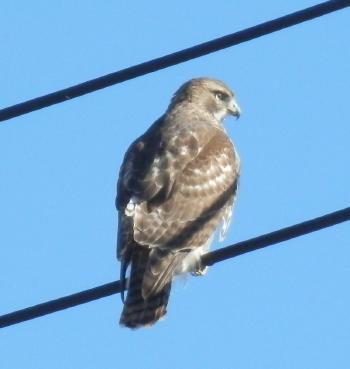 Red-tailed hawk in Croton on Hudson overlooking Rt 9 exit.