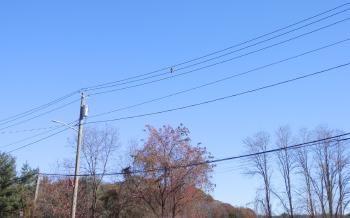 Red-tailed hawk in Croton on Hudson overlooking Rt 9 exit.