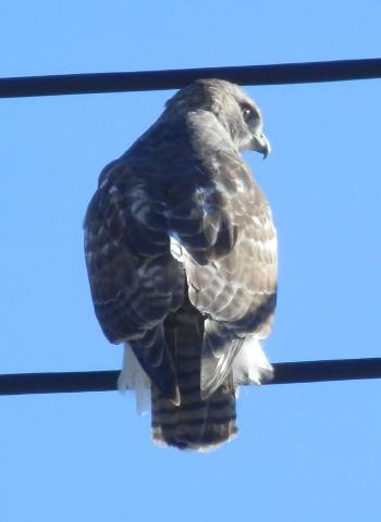 Red-tailed hawk in Croton on Hudson overlooking Rt 9 exit.