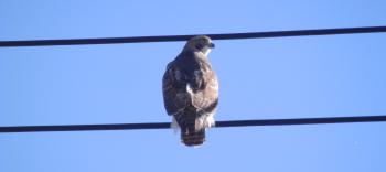 Red-tailed hawk in Croton on Hudson overlooking Rt 9 exit.