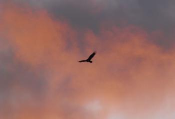 Vulture in flight during sunset.