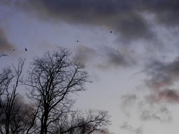 Black and turkey vultures en masse.